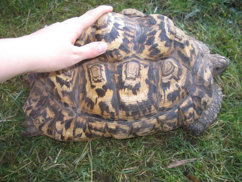 Leopard Tortoise Care And Diet