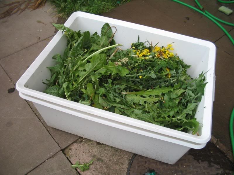 My weed pick and tortoises eating Reptile Forums