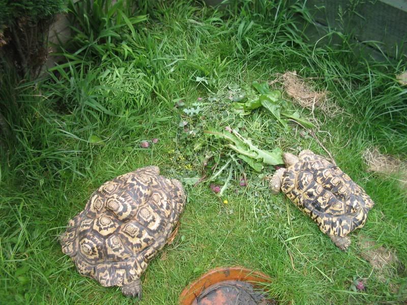 My weed pick and tortoises eating Reptile Forums