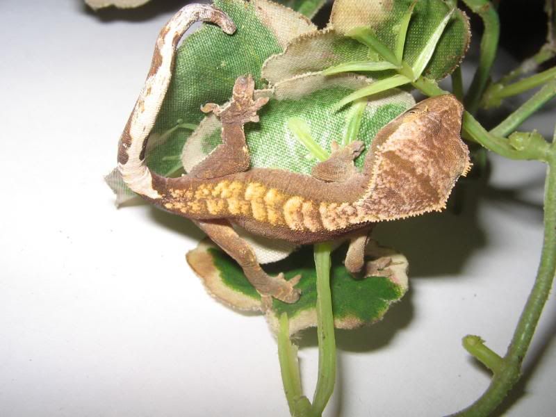Fed Crested Gecko diet at the moment. Used to temps of 25c in the day, 