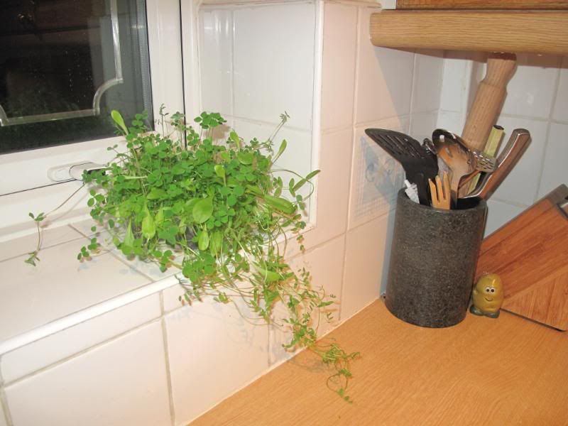 windowsillweeds001.jpg picture by blonde-sarah