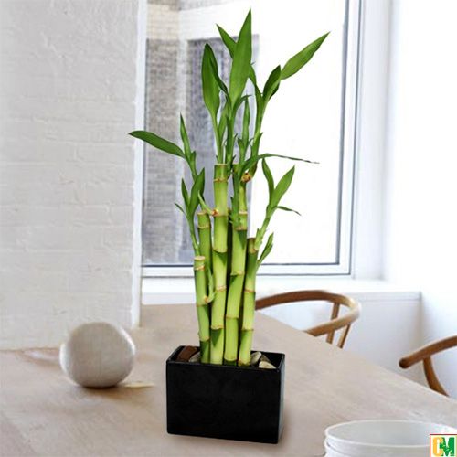cây phát lộc là cây may mắn
