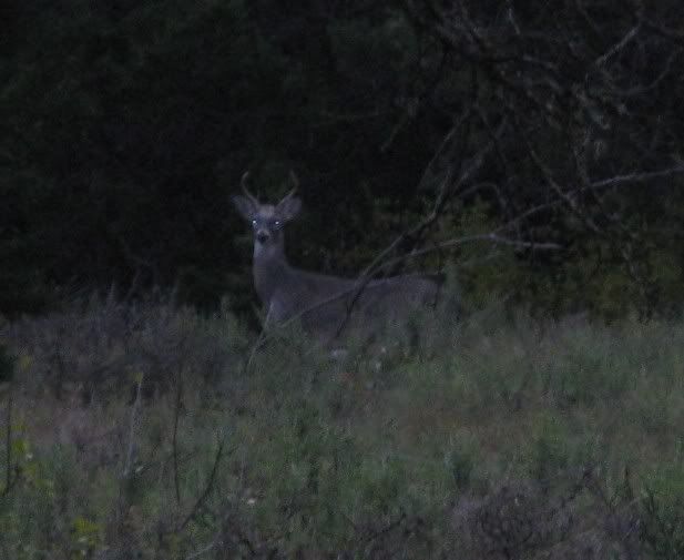 ANTLER RESTRICTIONS Texas Hunting Forum