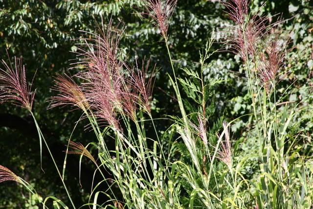 IMAGE: http://i75.photobucket.com/albums/i317/bdj3/129.jpg