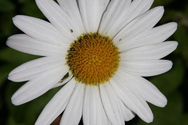 IMAGE: http://i75.photobucket.com/albums/i317/bdj3/131.jpg