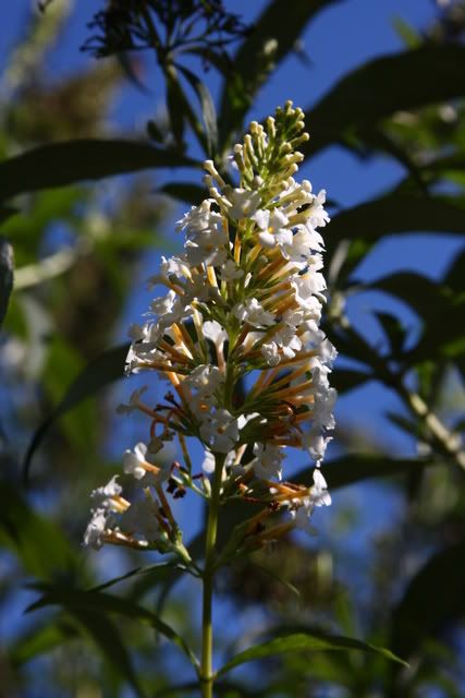 IMAGE: http://i75.photobucket.com/albums/i317/bdj3/142.jpg