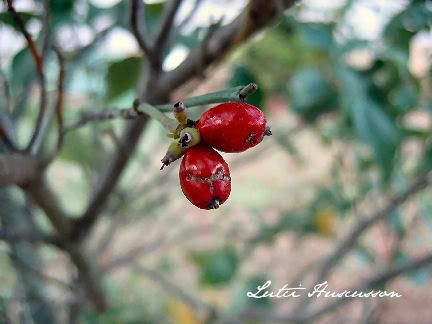 Dogwood Seed