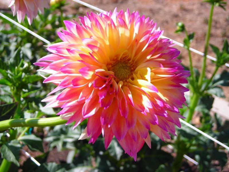 Dahlia 'September Morn'