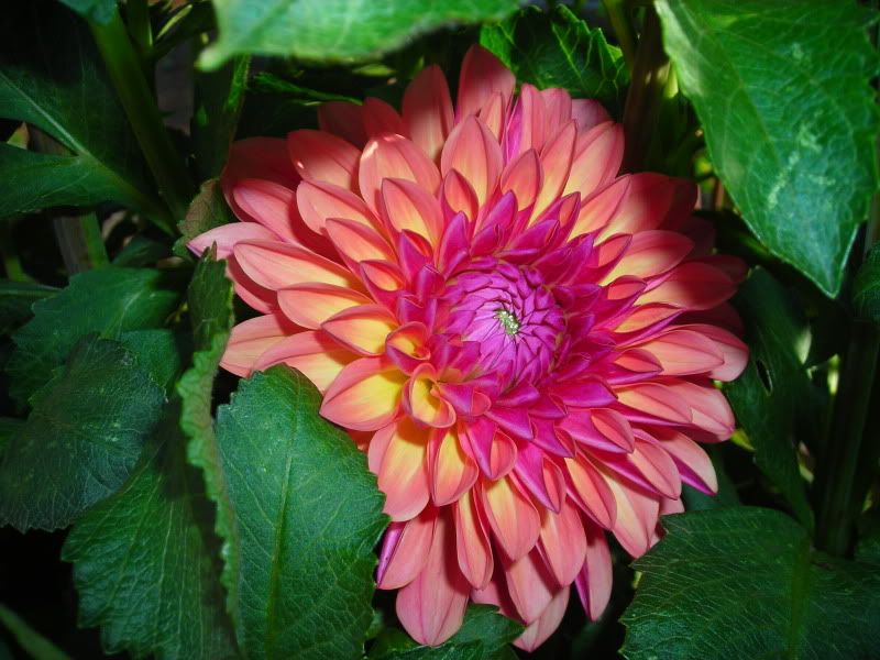 Dahlia Intrigue