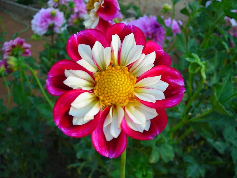 Dahlia Bumble Rumble