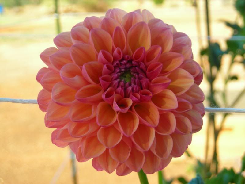 Dahlia 'Robin Hood'