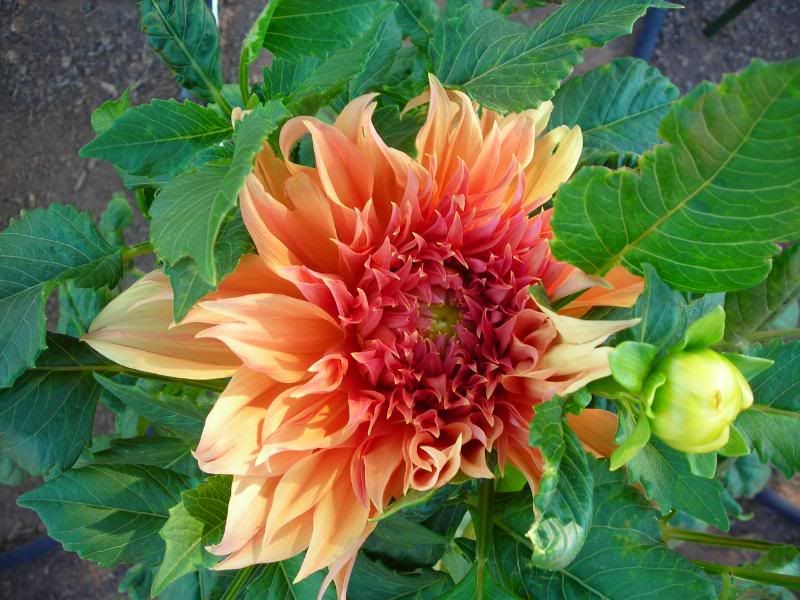 Dahlia 'Croydon Masterpiece'