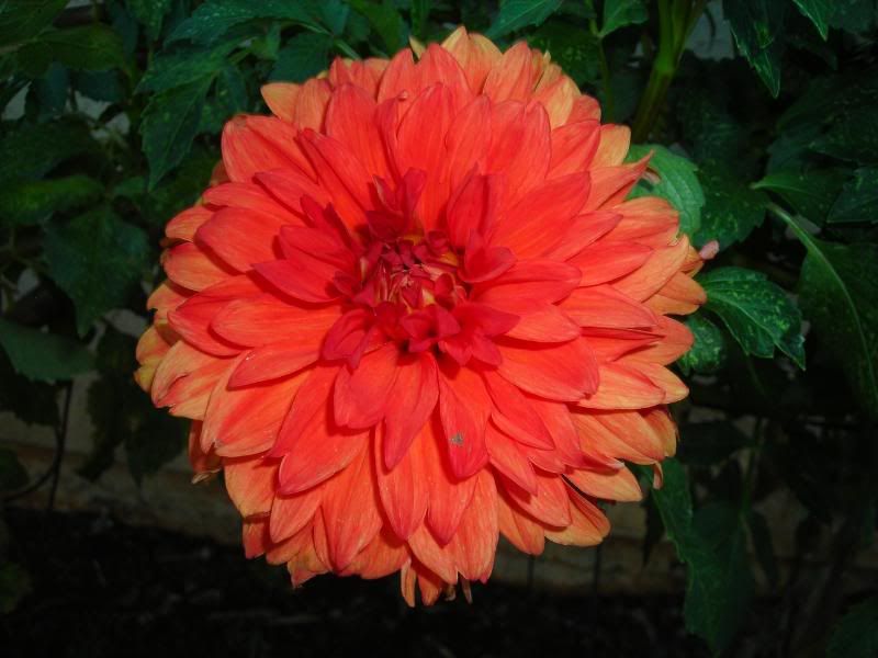Dahlia 'Swan's Olympic Flame'
