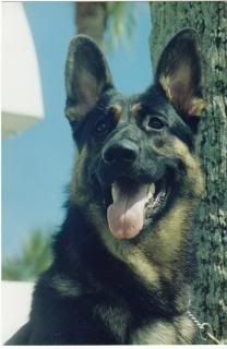 dfw german shepherd adoption society