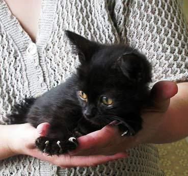Котята от Лели Непомнящей