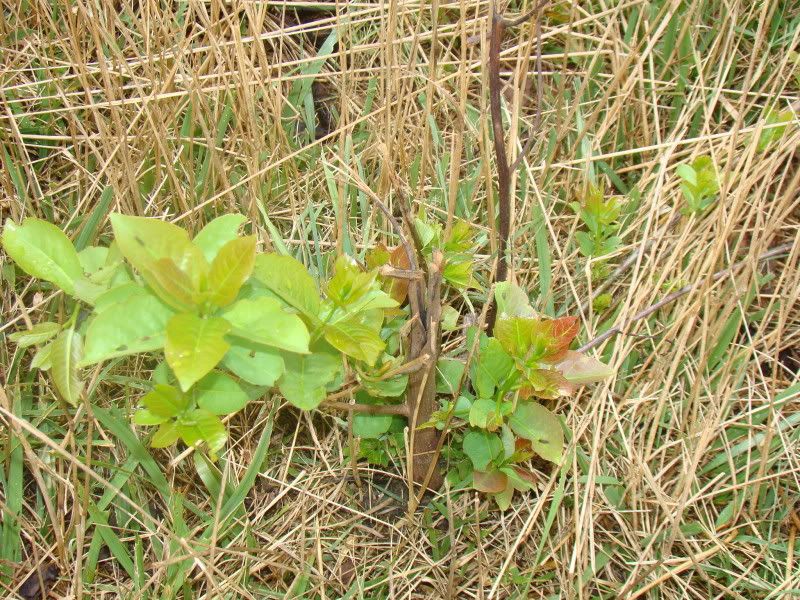 any ideas for converting to rotational grazing? - Cattle