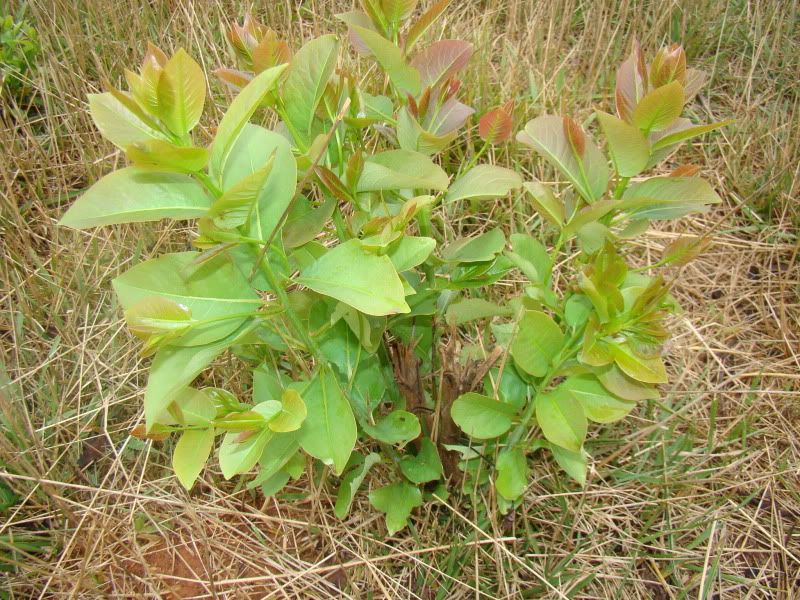 any ideas for converting to rotational grazing? - Cattle