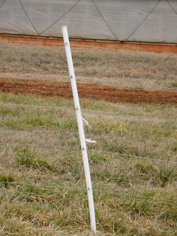 any ideas for converting to rotational grazing? - Cattle