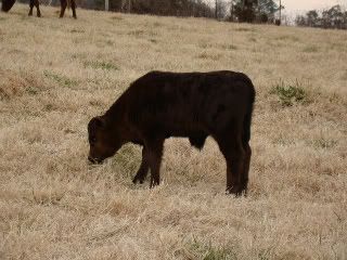 any ideas for converting to rotational grazing? - Cattle