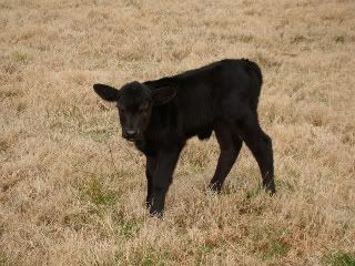 any ideas for converting to rotational grazing? - Cattle