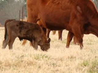 any ideas for converting to rotational grazing? - Cattle