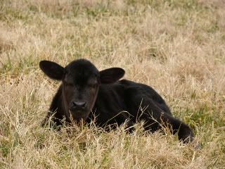 any ideas for converting to rotational grazing? - Cattle