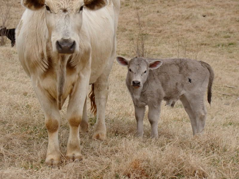 any ideas for converting to rotational grazing? - Cattle