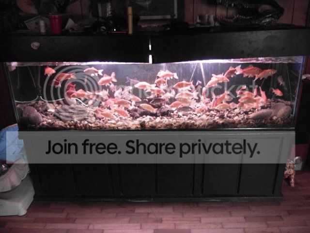 MAX ACR EPOXY RESIN WOOD AQUARIUM photo NowmyBaittank.jpg