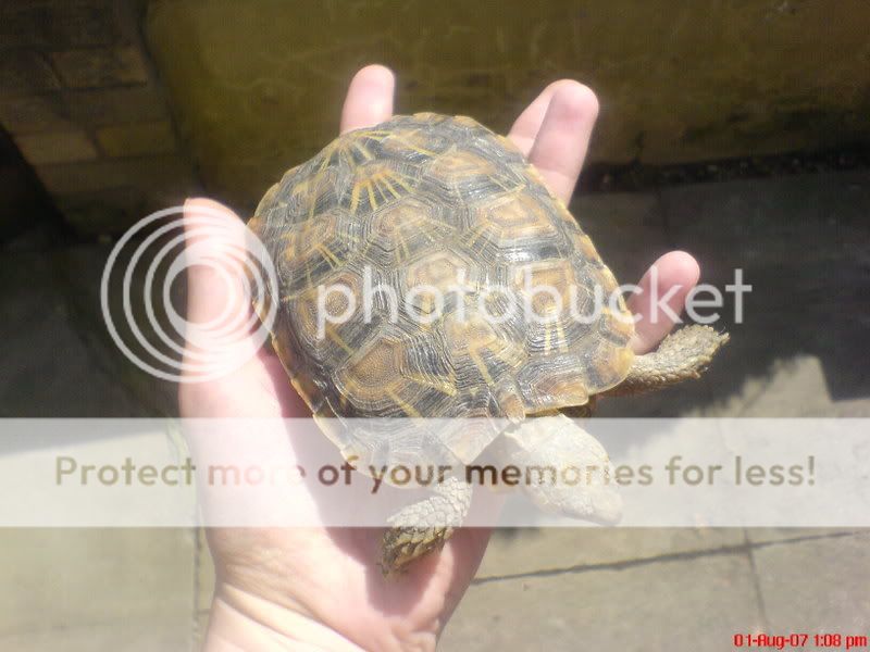 Tunisian tortoise keepers - Reptile Forums